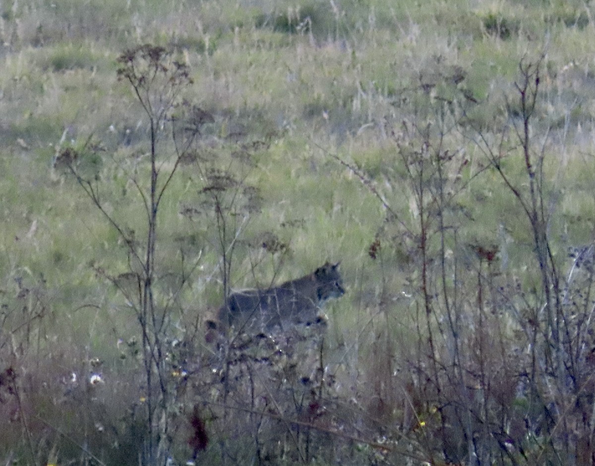 Western Bobcat - ML646221381