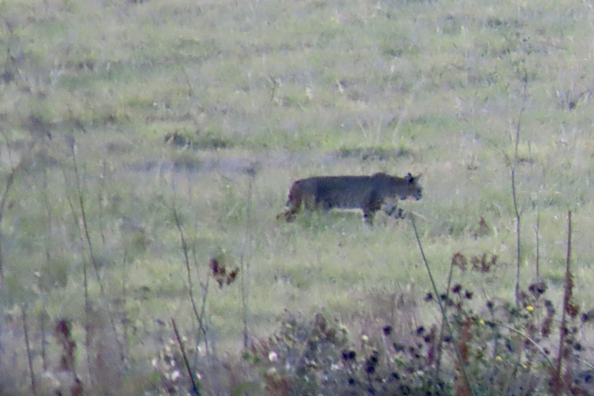 Western Bobcat - ML646221382