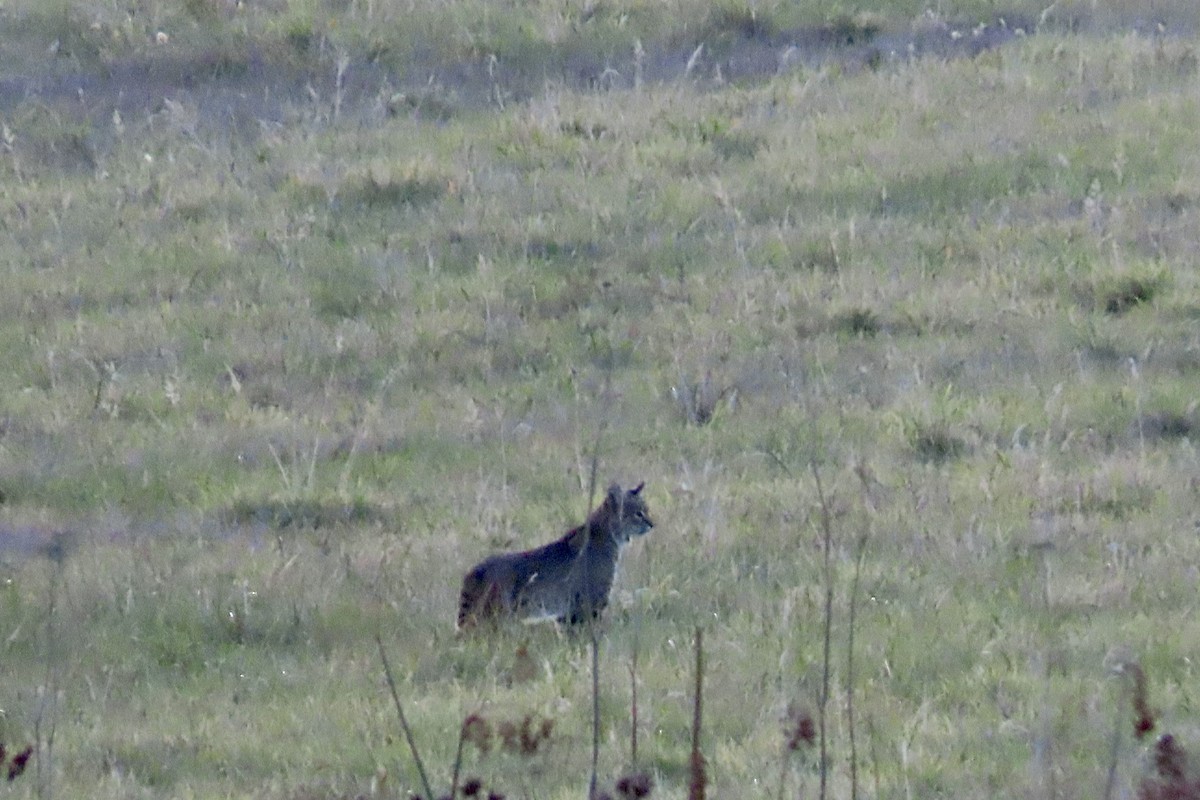 Western Bobcat - ML646221383