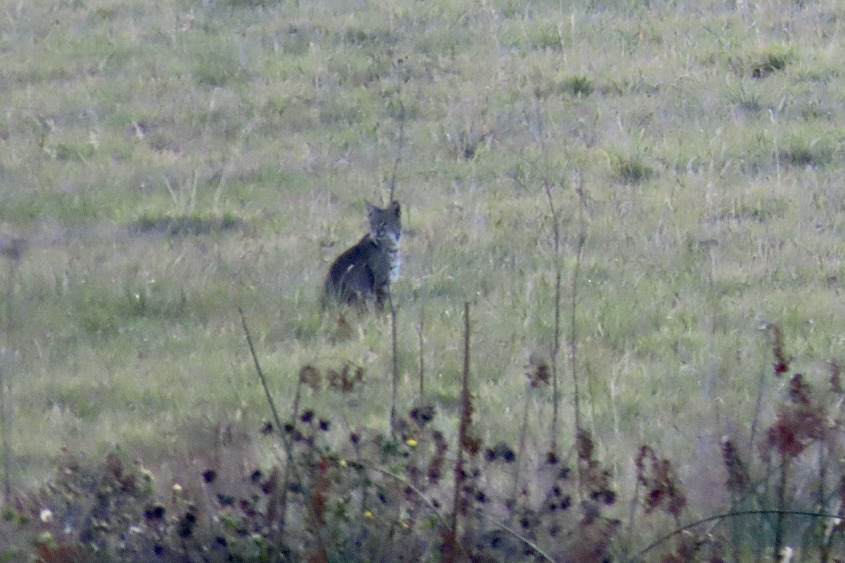 Western Bobcat - ML646221384