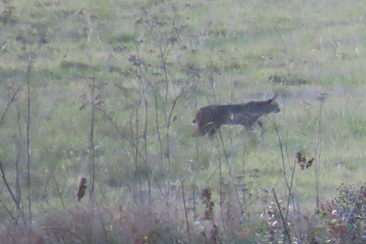 Western Bobcat - ML646221385