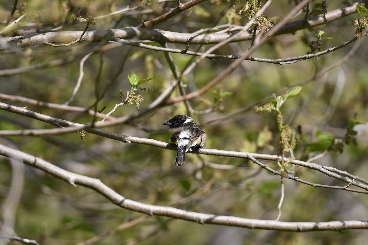 Трав'янка східна - ML646221386