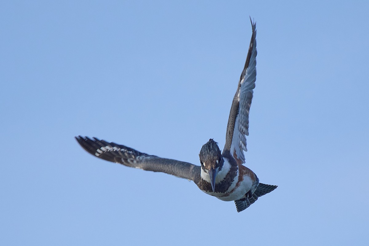 rybařík pruhoprsý - ML646221389