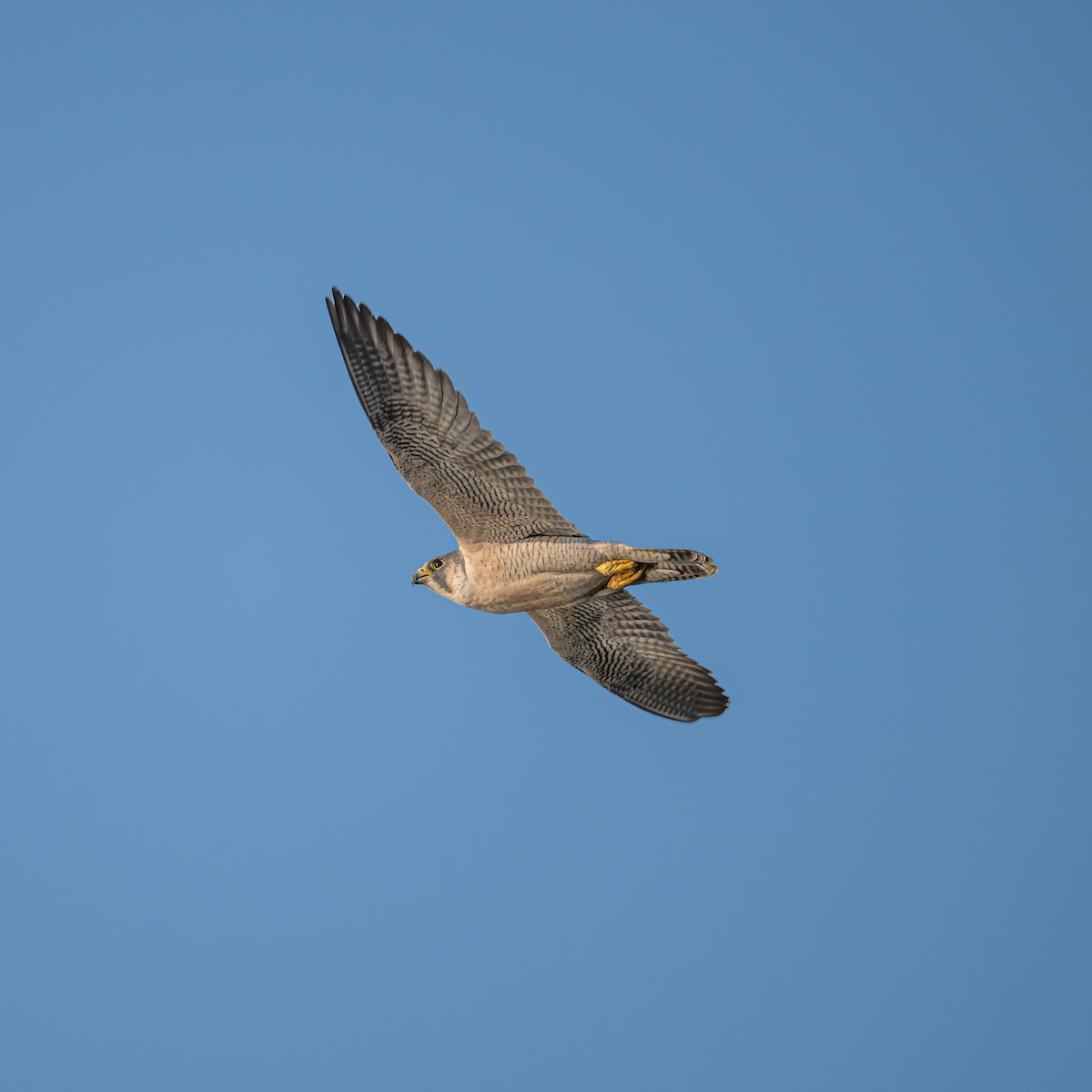 sokol stěhovavý - ML646221392