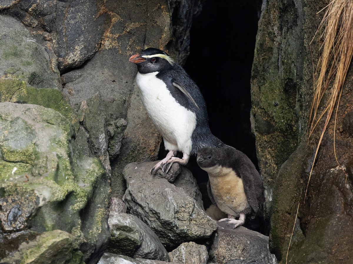 Fiordland Penguin - ML646221393