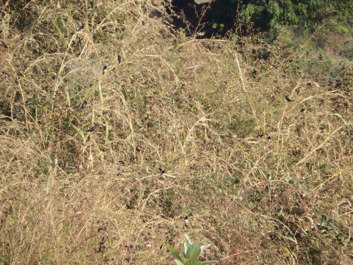 Tricolored Munia - ML646221394