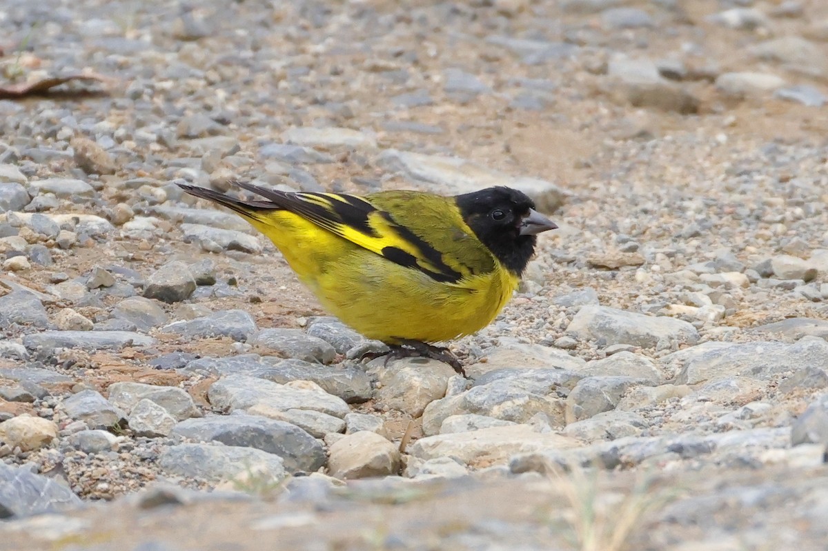 Hooded Siskin - ML646221398