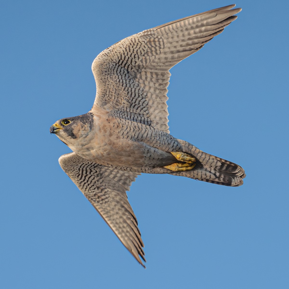 sokol stěhovavý - ML646221399