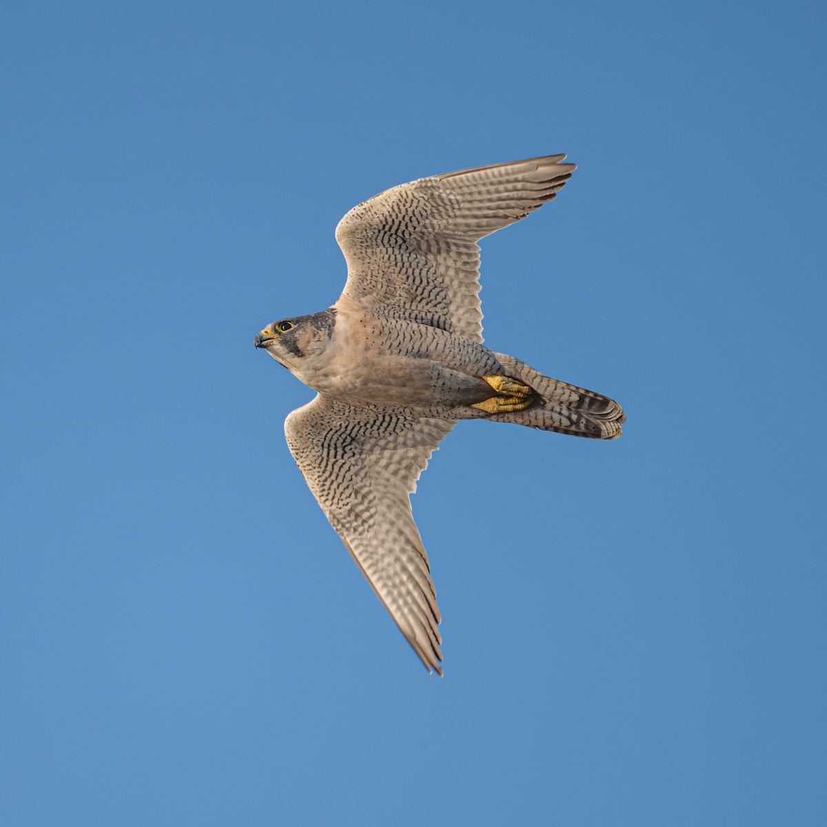 sokol stěhovavý - ML646221400