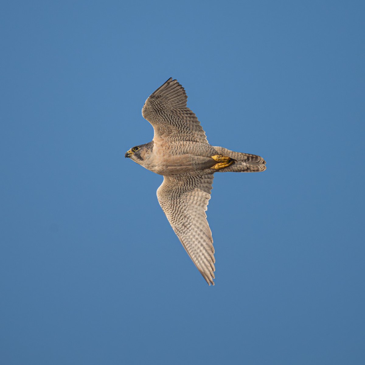 sokol stěhovavý - ML646221401