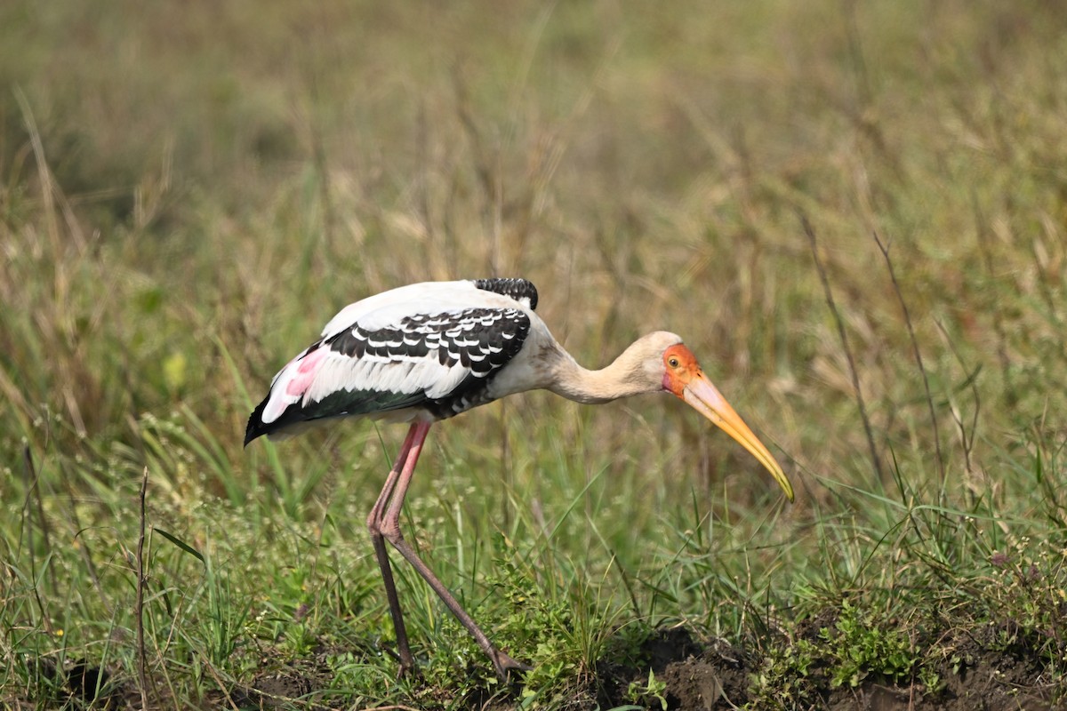 Painted Stork - ML646221405