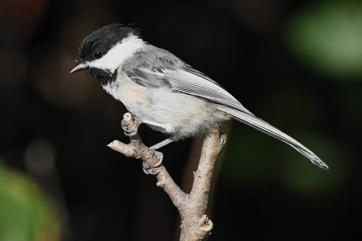Black-capped Chickadee - ML646221406