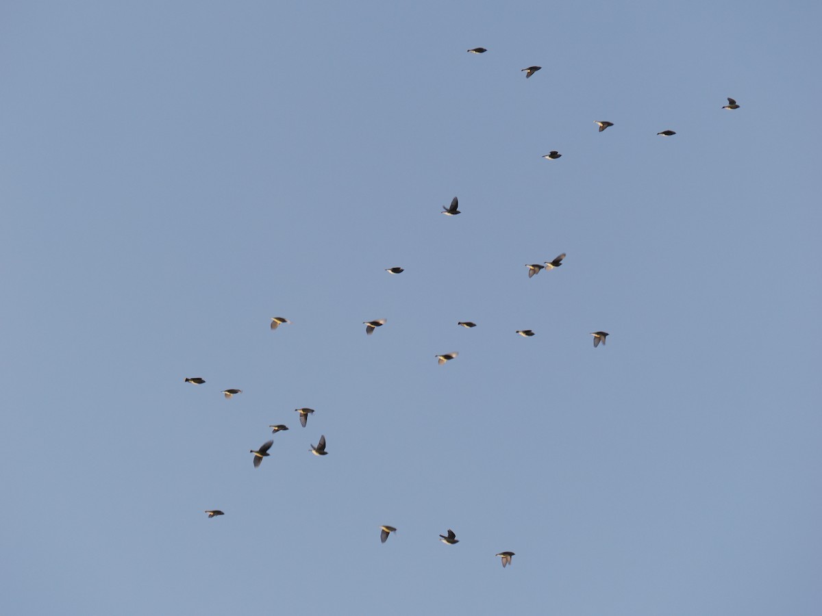 ציצנית אמריקנית - ML646221414