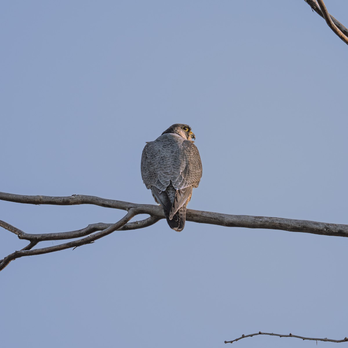 sokol stěhovavý - ML646221415