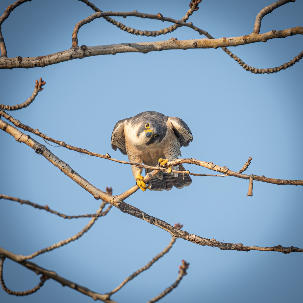 sokol stěhovavý - ML646221416