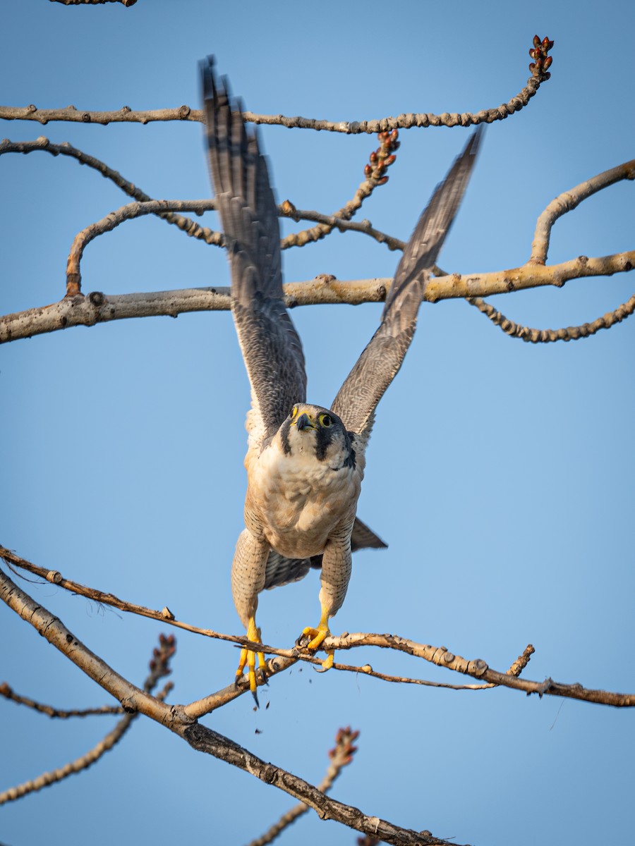 sokol stěhovavý - ML646221417