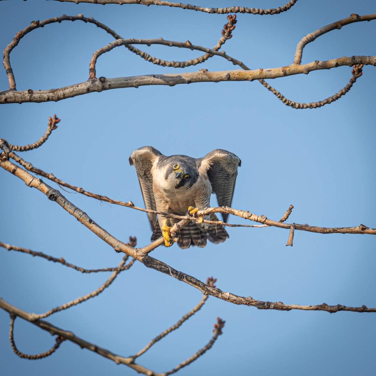 sokol stěhovavý - ML646221418