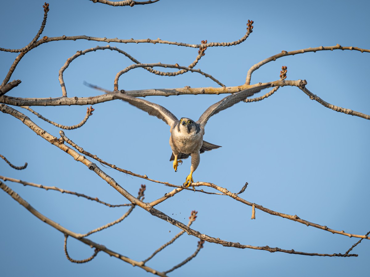 sokol stěhovavý - ML646221419