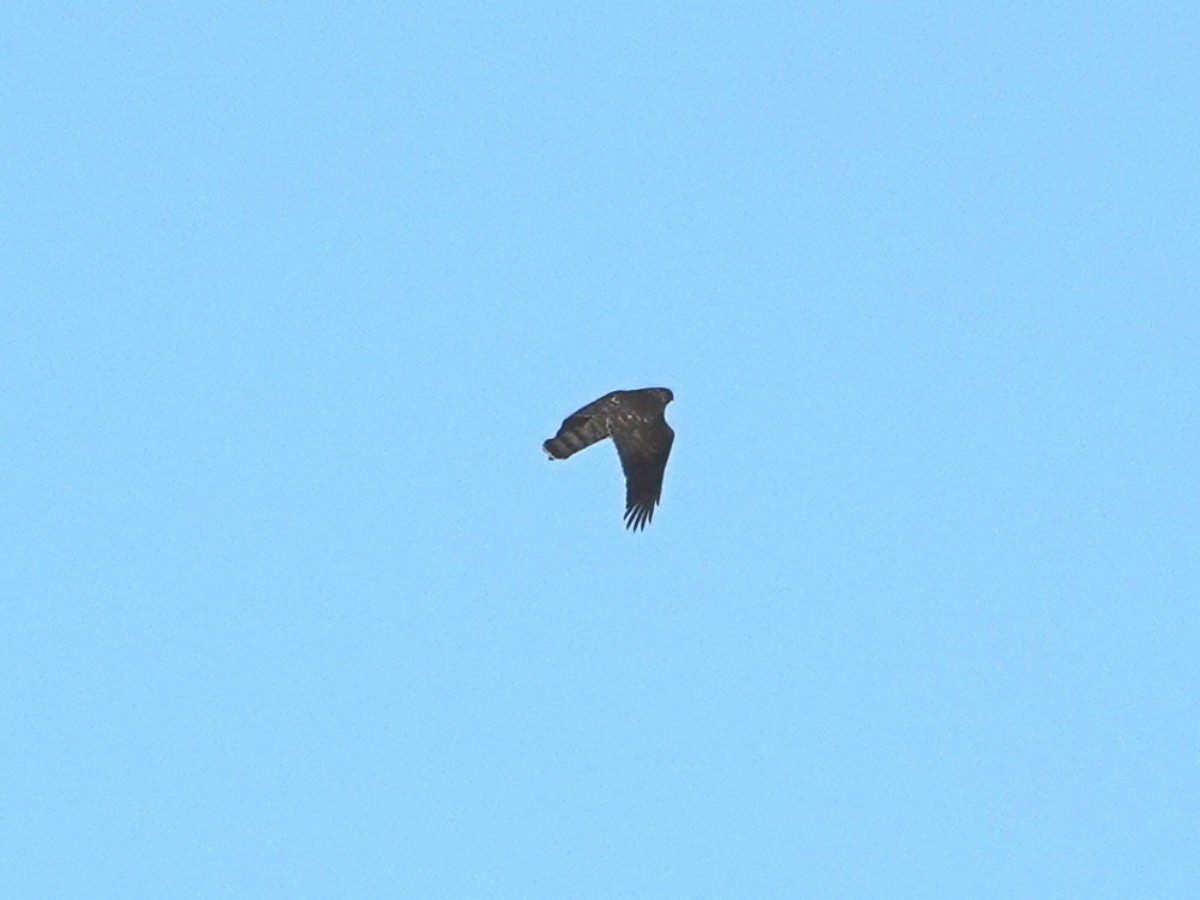 Cooper's Hawk - ML646221425