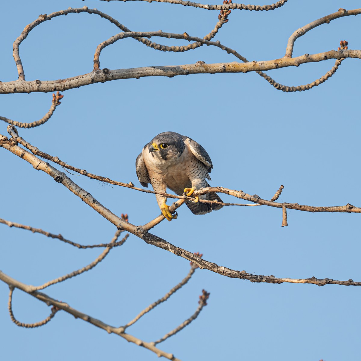 sokol stěhovavý - ML646221427