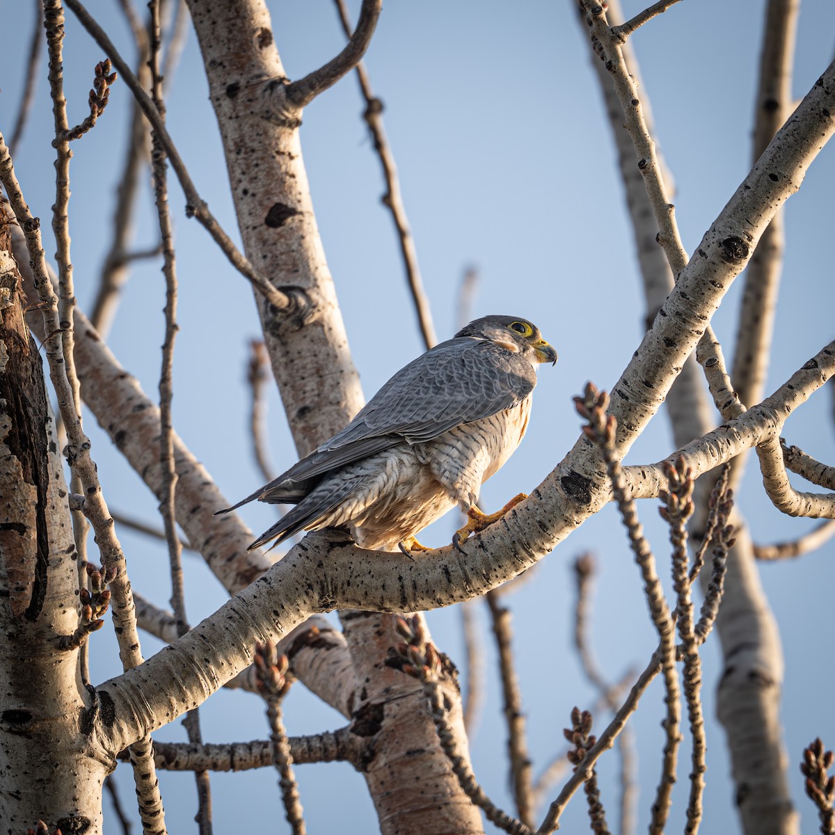 sokol stěhovavý - ML646221428