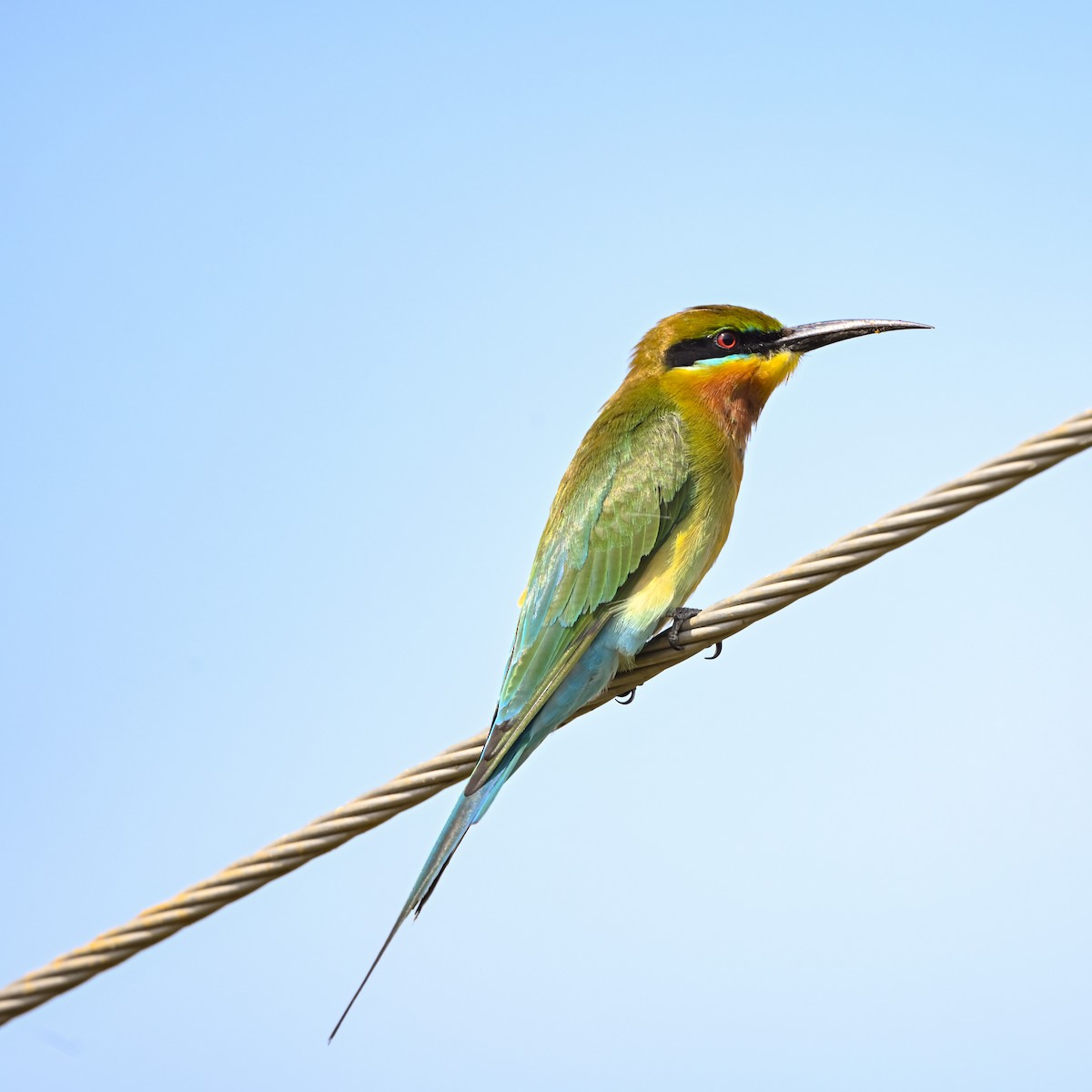 Blue-tailed Bee-eater - ML646221433