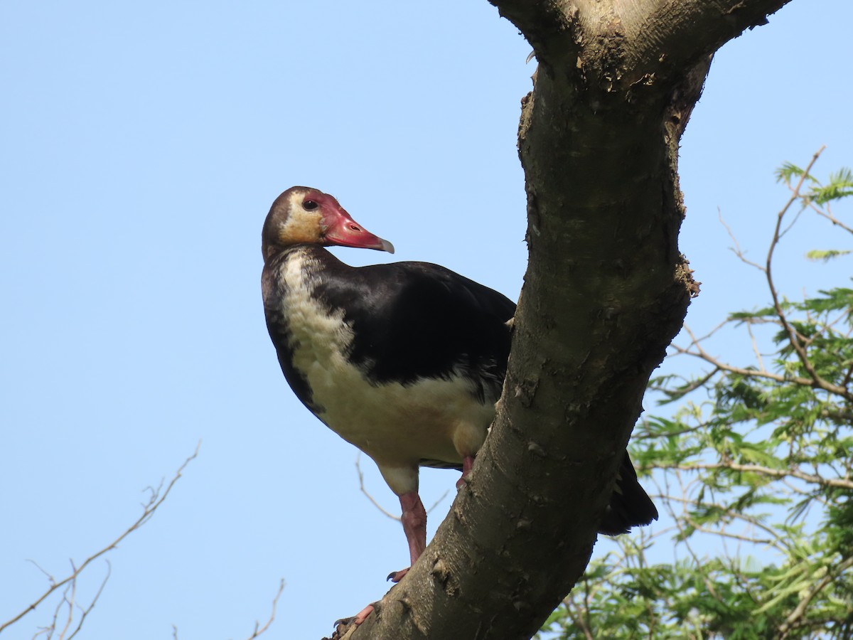 Antzara ezproiduna - ML646221434