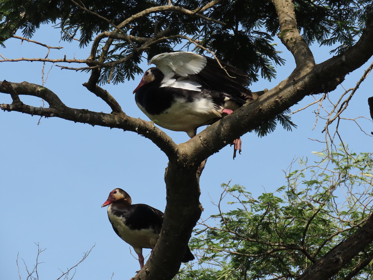 Antzara ezproiduna - ML646221435