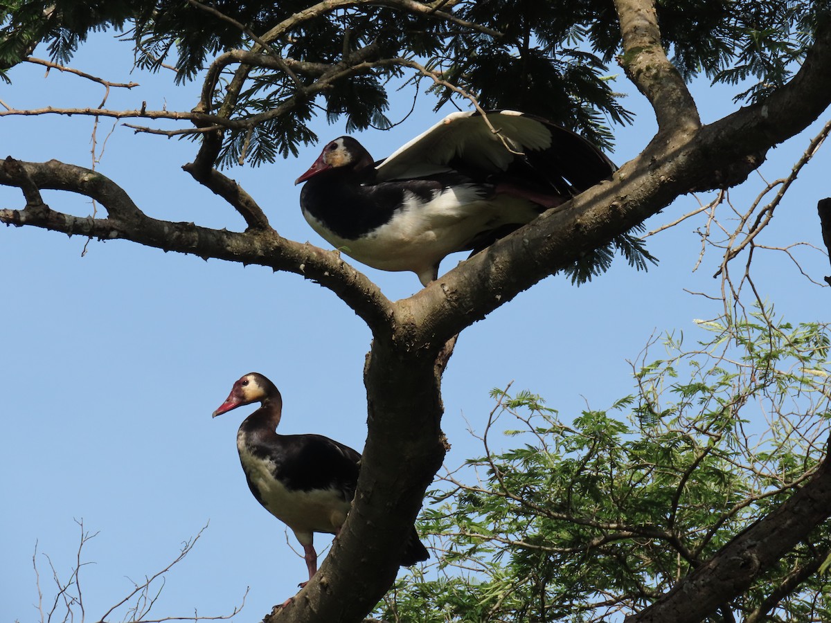 Antzara ezproiduna - ML646221436