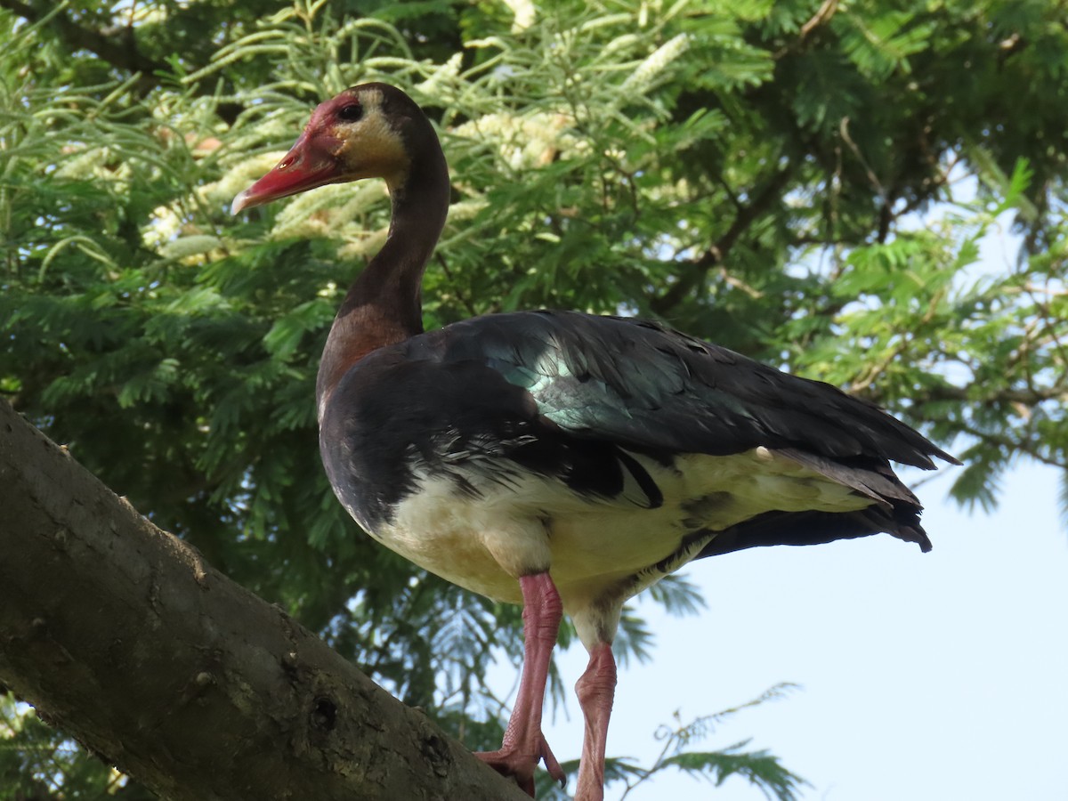 Antzara ezproiduna - ML646221437