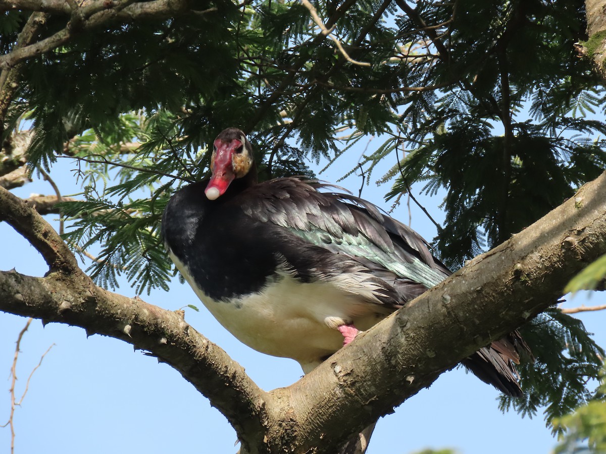 Antzara ezproiduna - ML646221438