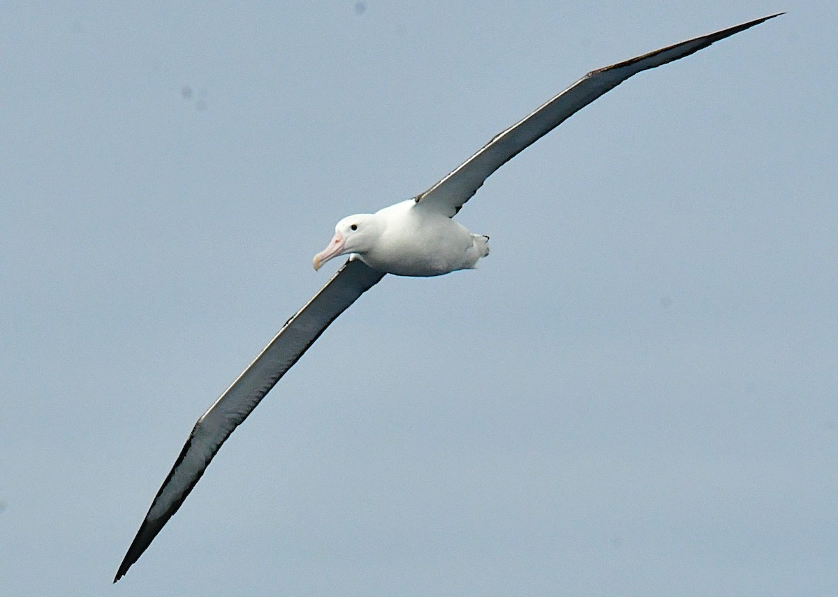 Southern Royal Albatross - ML646221439