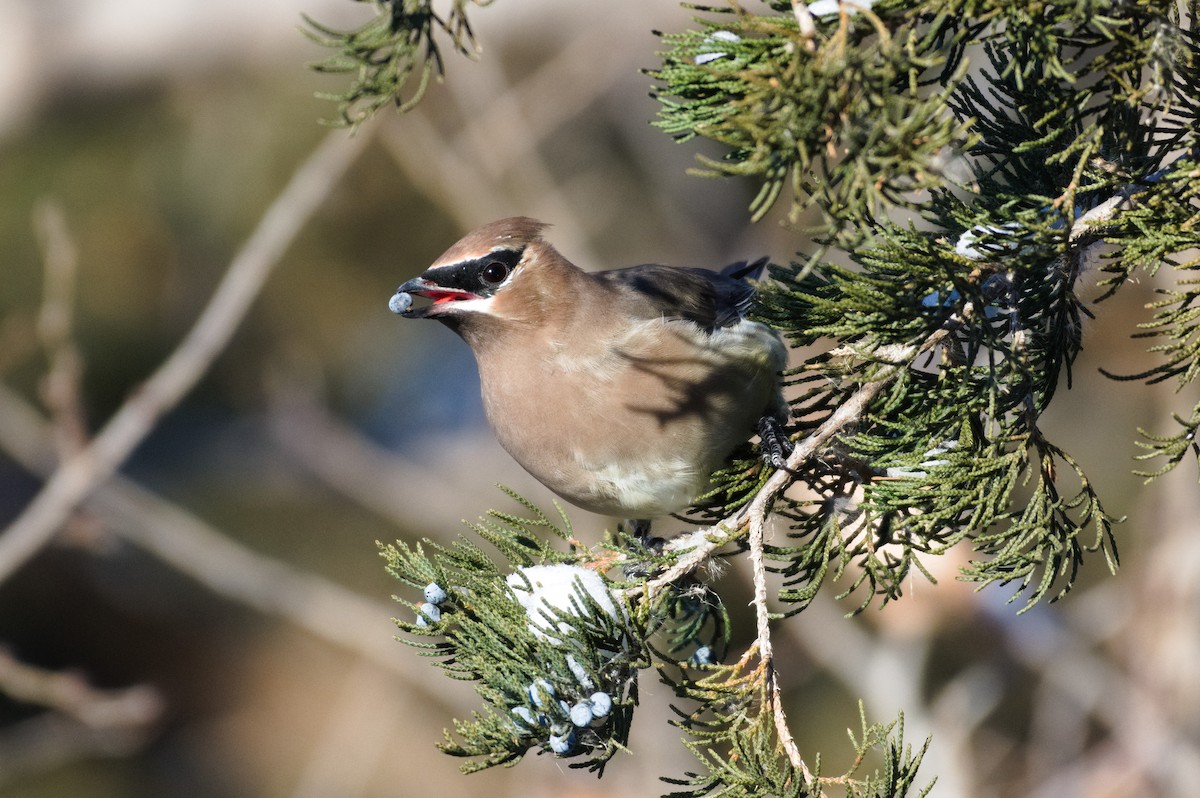 ציצנית אמריקנית - ML646221440