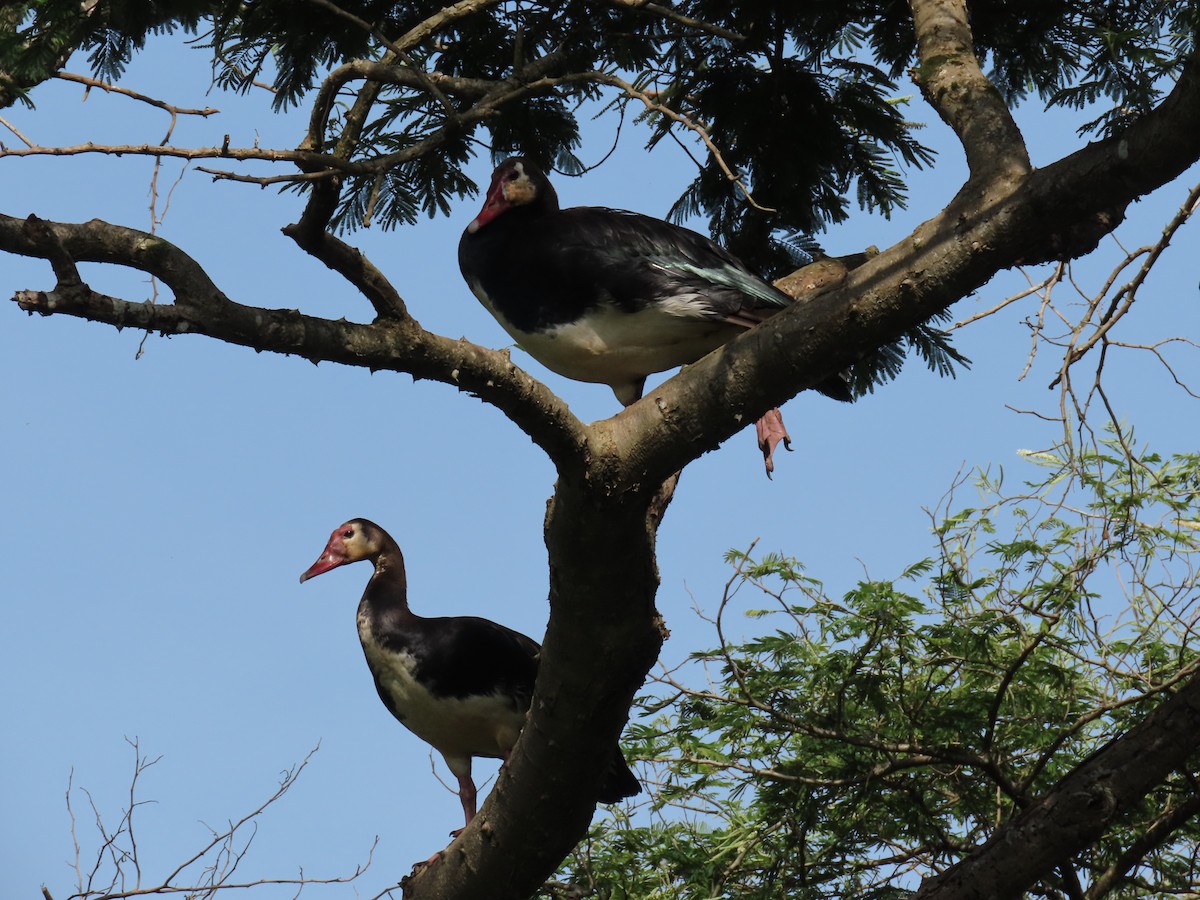 Antzara ezproiduna - ML646221441