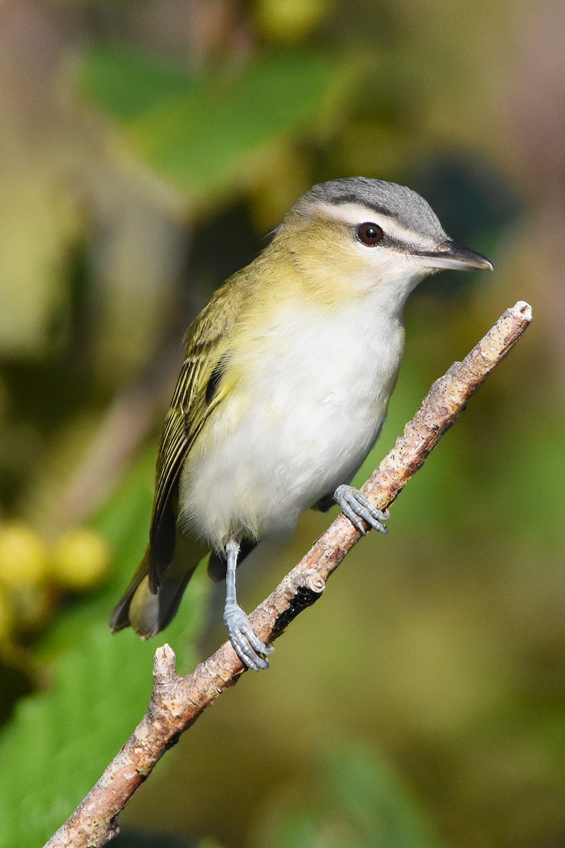 Red-eyed Vireo - ML646221442