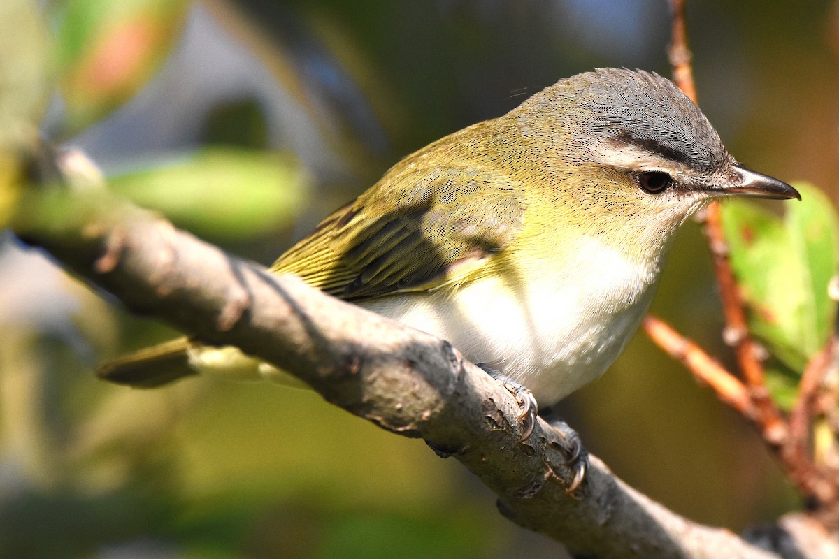 Red-eyed Vireo - ML646221443