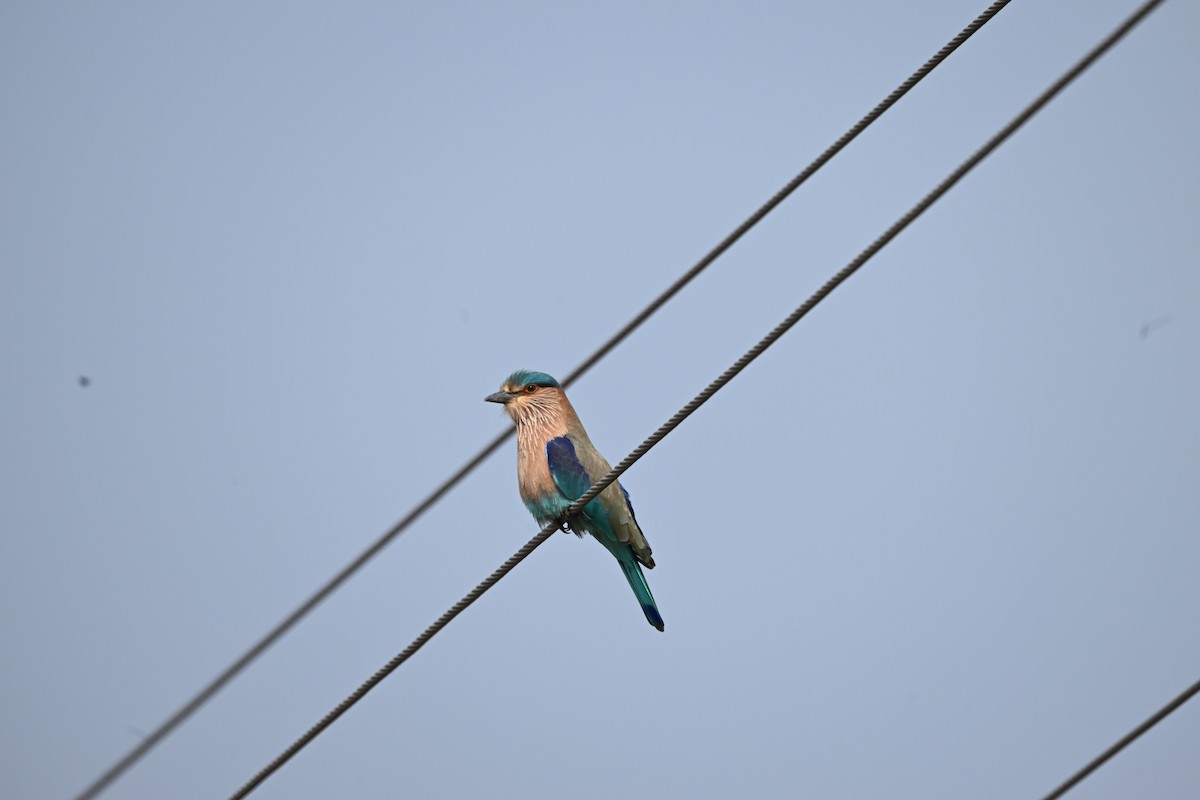 Indian Roller - ML646221447