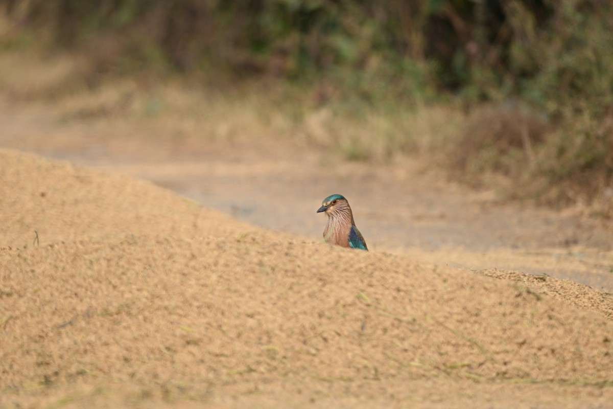 Indian Roller - ML646221448