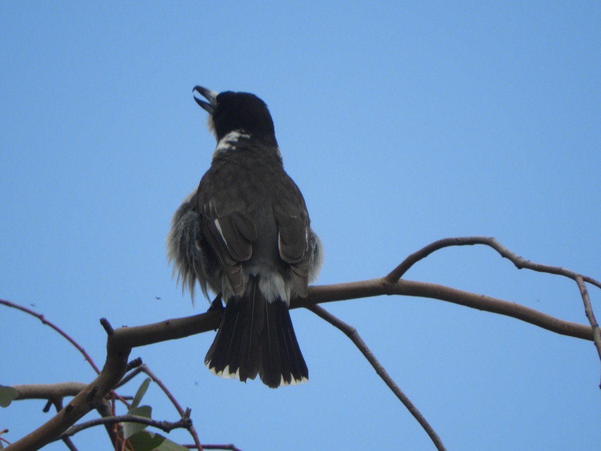 Gray Butcherbird - ML646221449