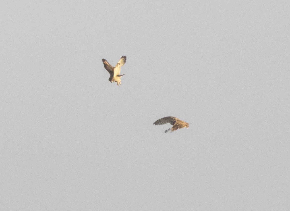 Zingira-hontza - ML646221453