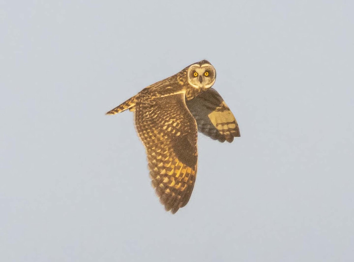 Zingira-hontza - ML646221454