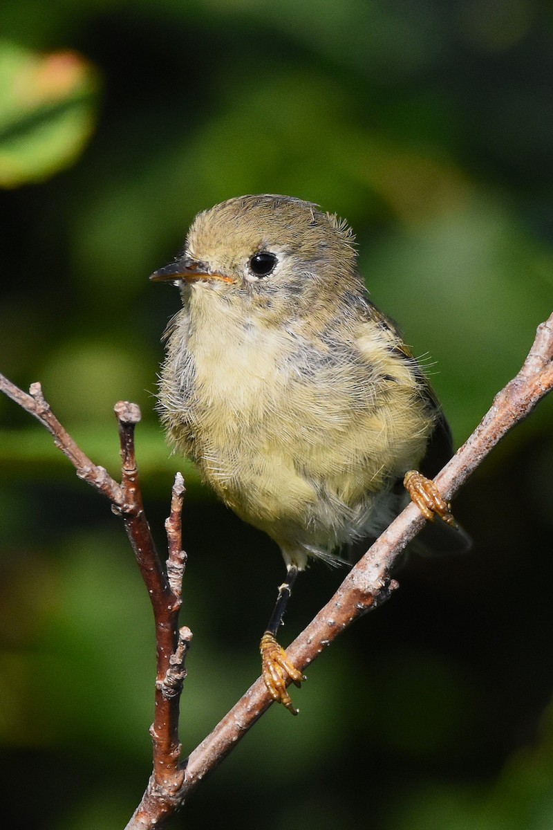 Erregetxo mottogorria - ML646221456