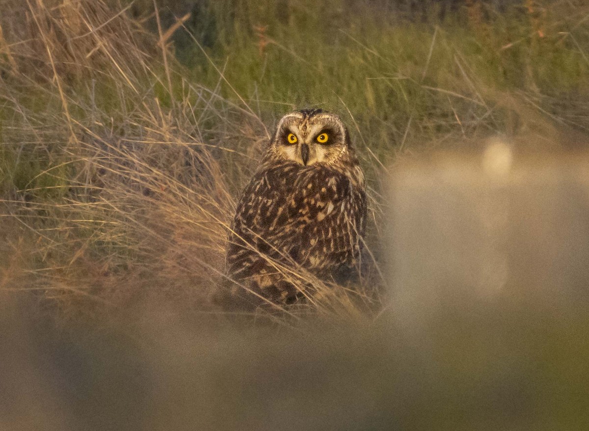 Zingira-hontza - ML646221457