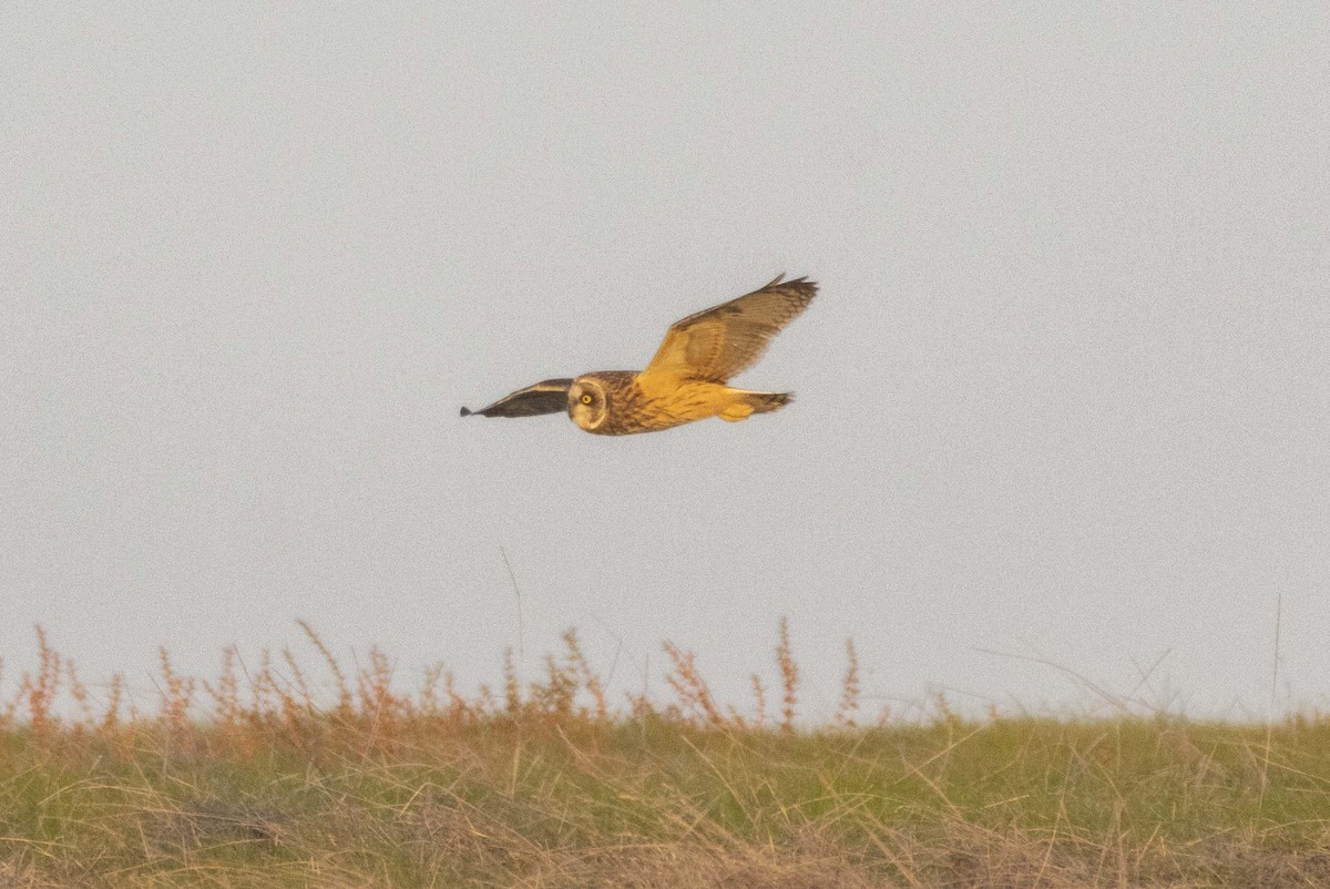 Zingira-hontza - ML646221458