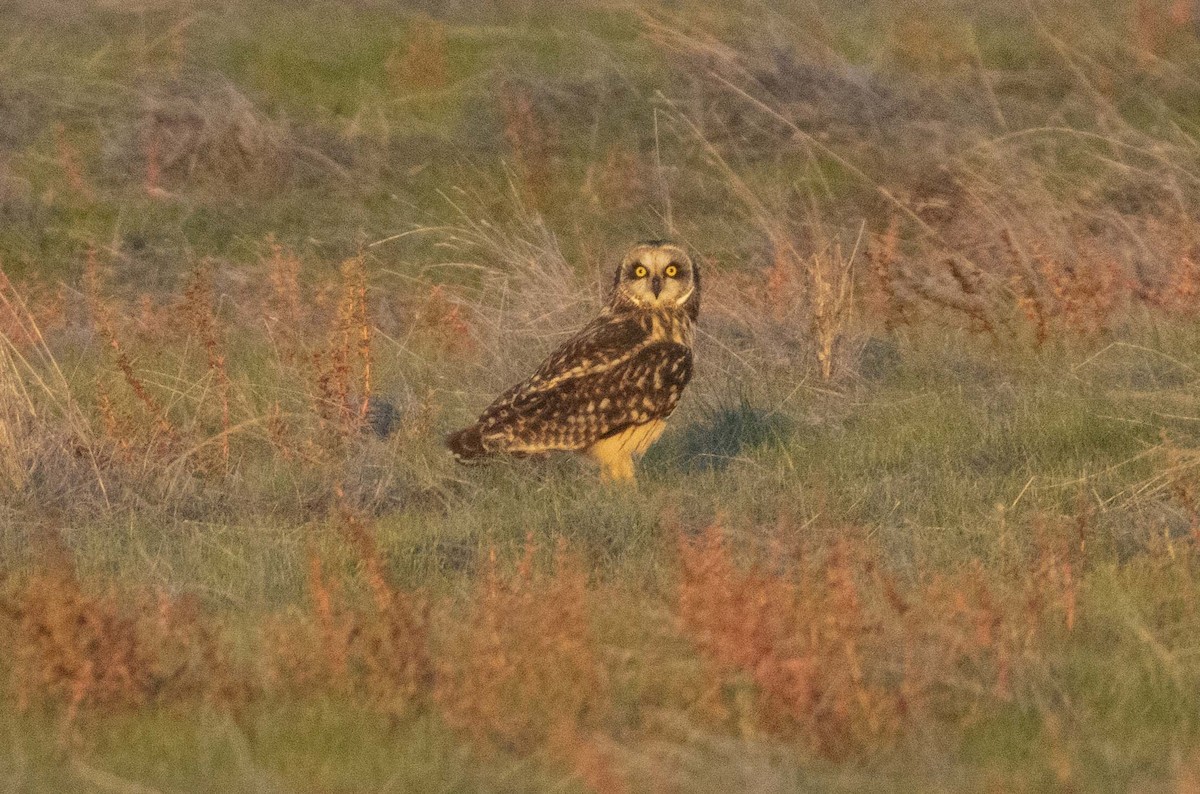 Zingira-hontza - ML646221459