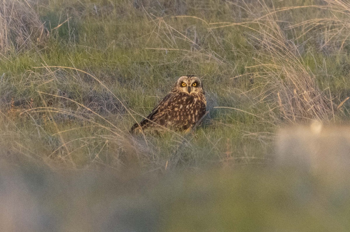 Zingira-hontza - ML646221460