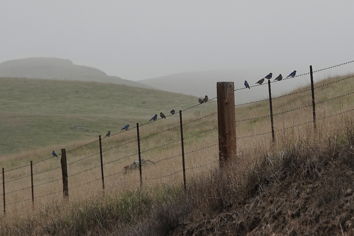 Mountain Bluebird - ML646221462