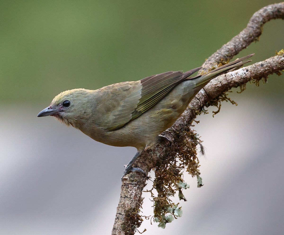 Palm Tanager - ML646221463