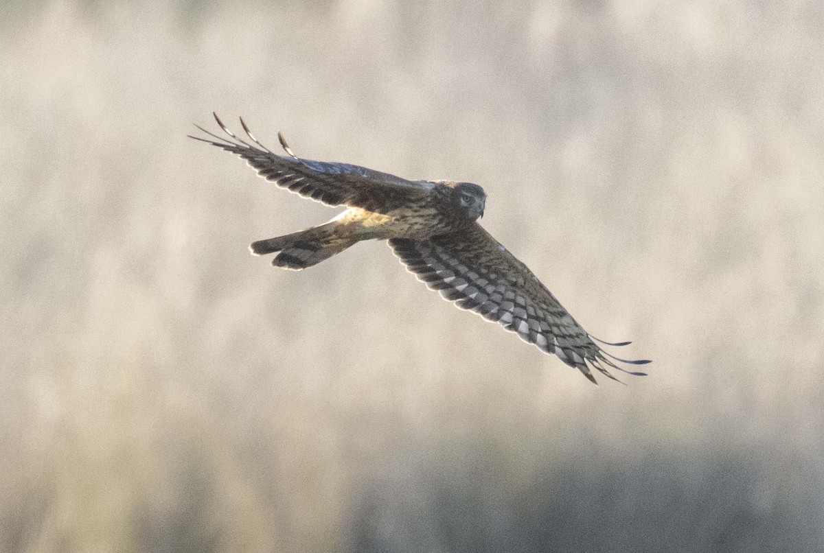 Mirotz zuri iparramerikarra - ML646221465