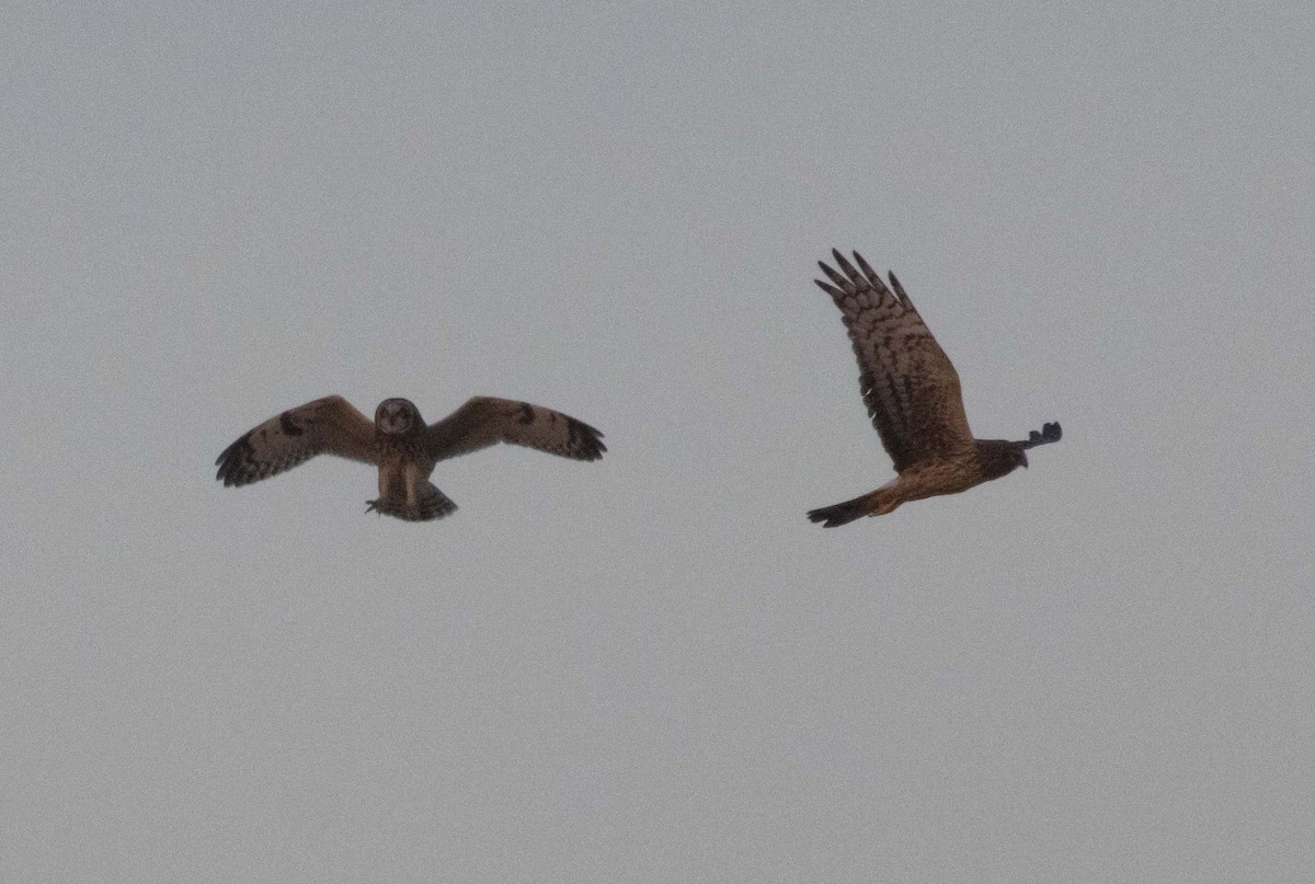 Mirotz zuri iparramerikarra - ML646221466